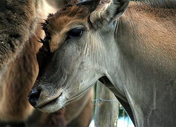 Gros plan sur un bébé éland du Cap au zoo Le PAL