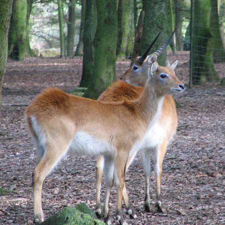 Deux cobes de Lechwe debout dans la forêt au zoo Le PAL dans l'Allier