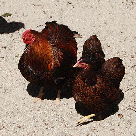 Plan sur deux poules  Wyandottes aux jolies plumes au parc animalier Le PAL en Auvergne