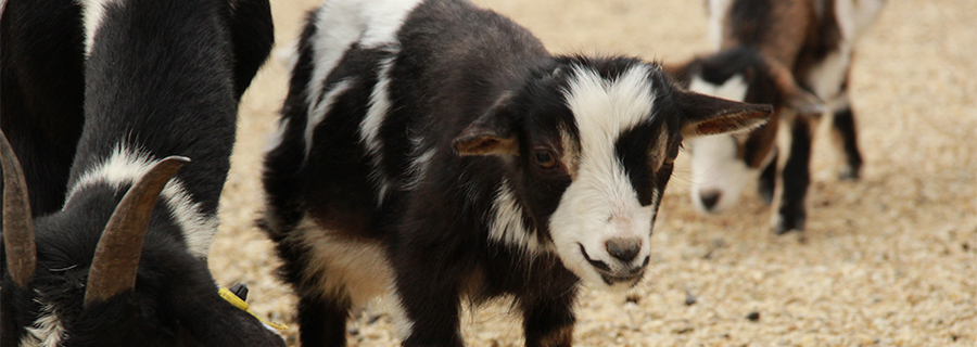 Petite chèvre naine au parc animalier Le PAL