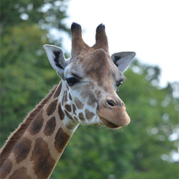 Ela, girafe de Rothschild du PAL en Auvergne