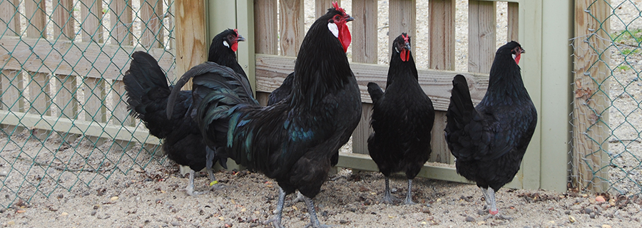 Quatre poules de la Flèche au parc animalier Le PAL