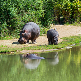 Hippopotames sur la berge du lac africain du parc animalier Le PAL
