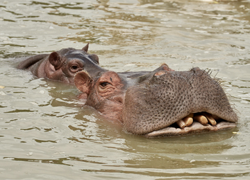 Maman hippopotame et son petit immergé dans l'eau du lac du parc animalier Le PAL en Allier