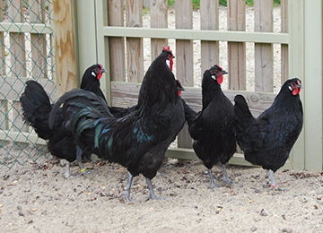 Cinq poules de la Flèche dans leur enclos au parc animalier Le PAL
