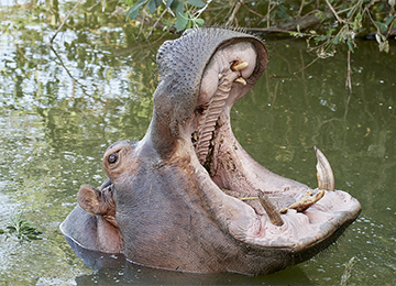Tête d'hippopotame dans l'eau du lac du zoo Le PAL en Auvergne