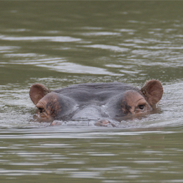 Tête d'hippopotame sortant de l'eau du lac du parc animalier Le PAL