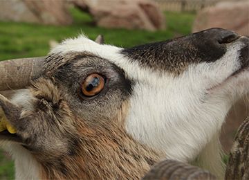 Gros plan sur une chèvre naine au parc Le PAL en Auvergne