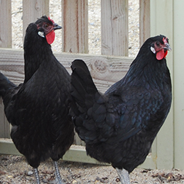 Deux poules de la Flèche au zoo Le PAL au cœur de l'Auvergne