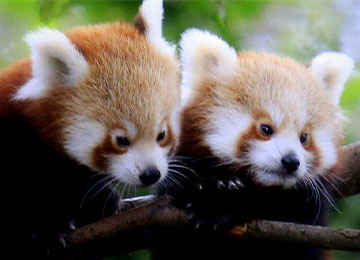 6 anecdotes que vous ignorez (peut-être) sur le panda roux ! - Fondation 30  Millions d'Amis