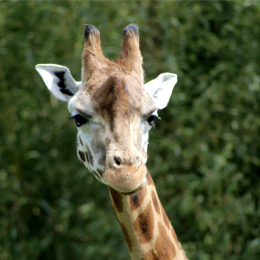 Tête d'Ela, girafe de Rothschild du parc animalier Le PAL en Auvergne