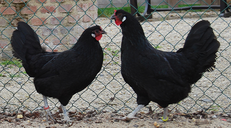 Poule de la flèche