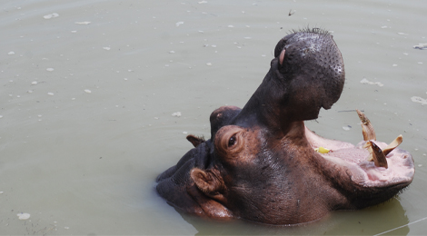 Image, notre hippopotame