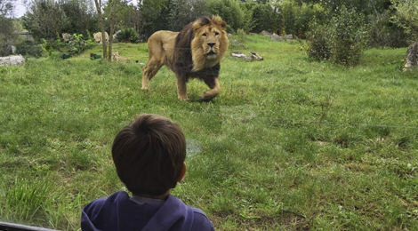 Les animaux venant d'Asie