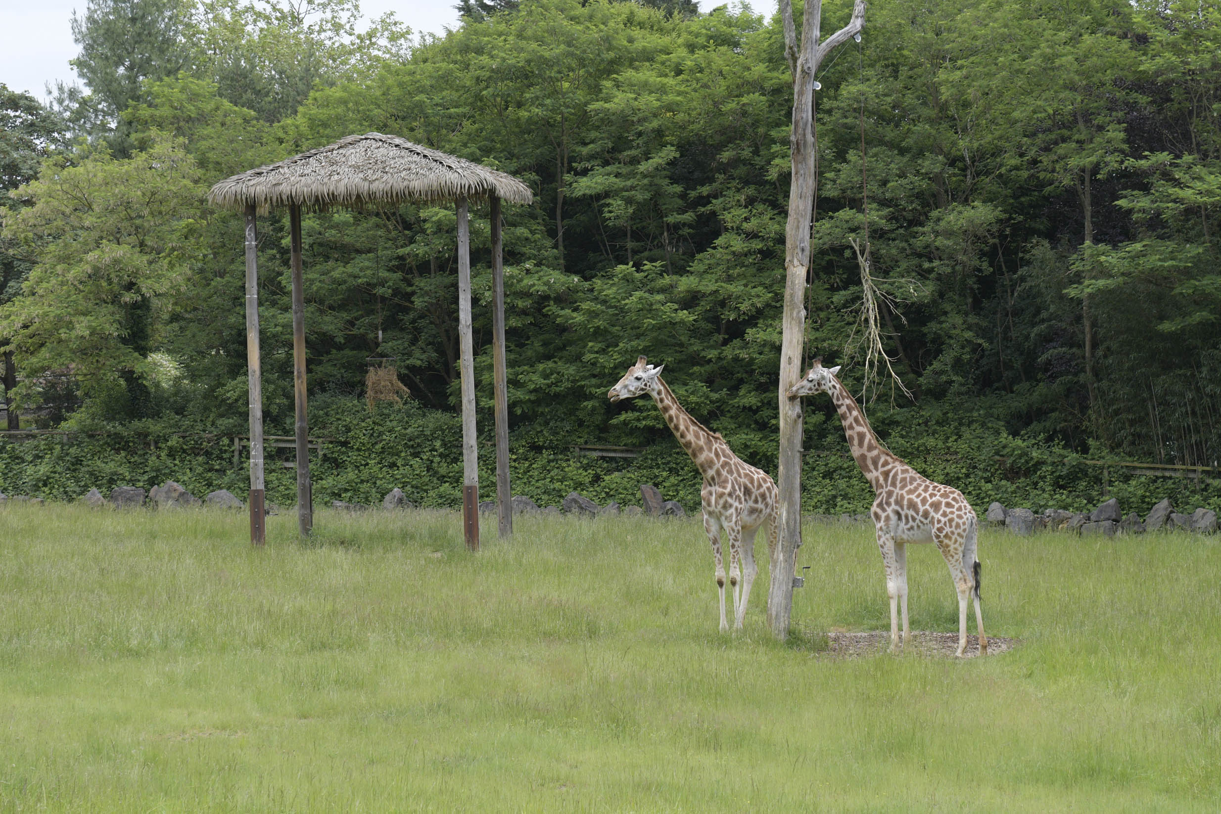 girafes de Rothschild