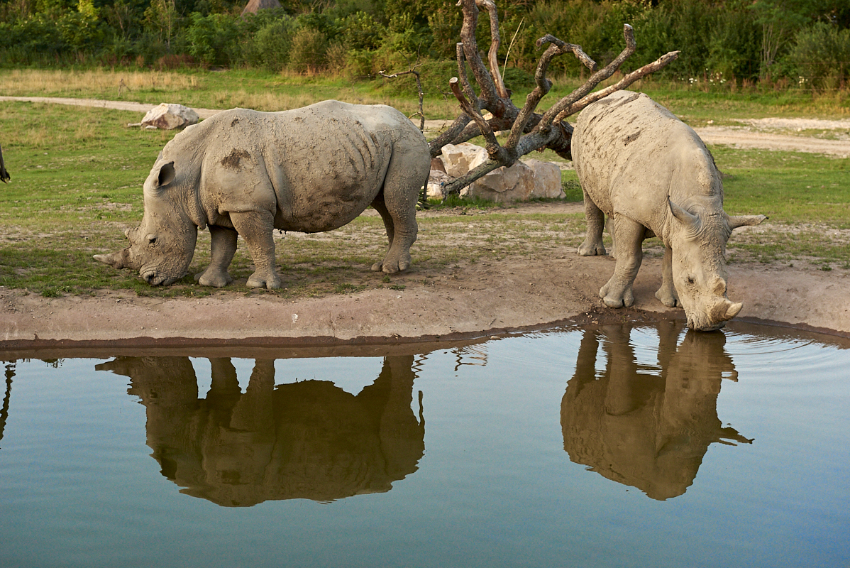 rhinocéros blanc