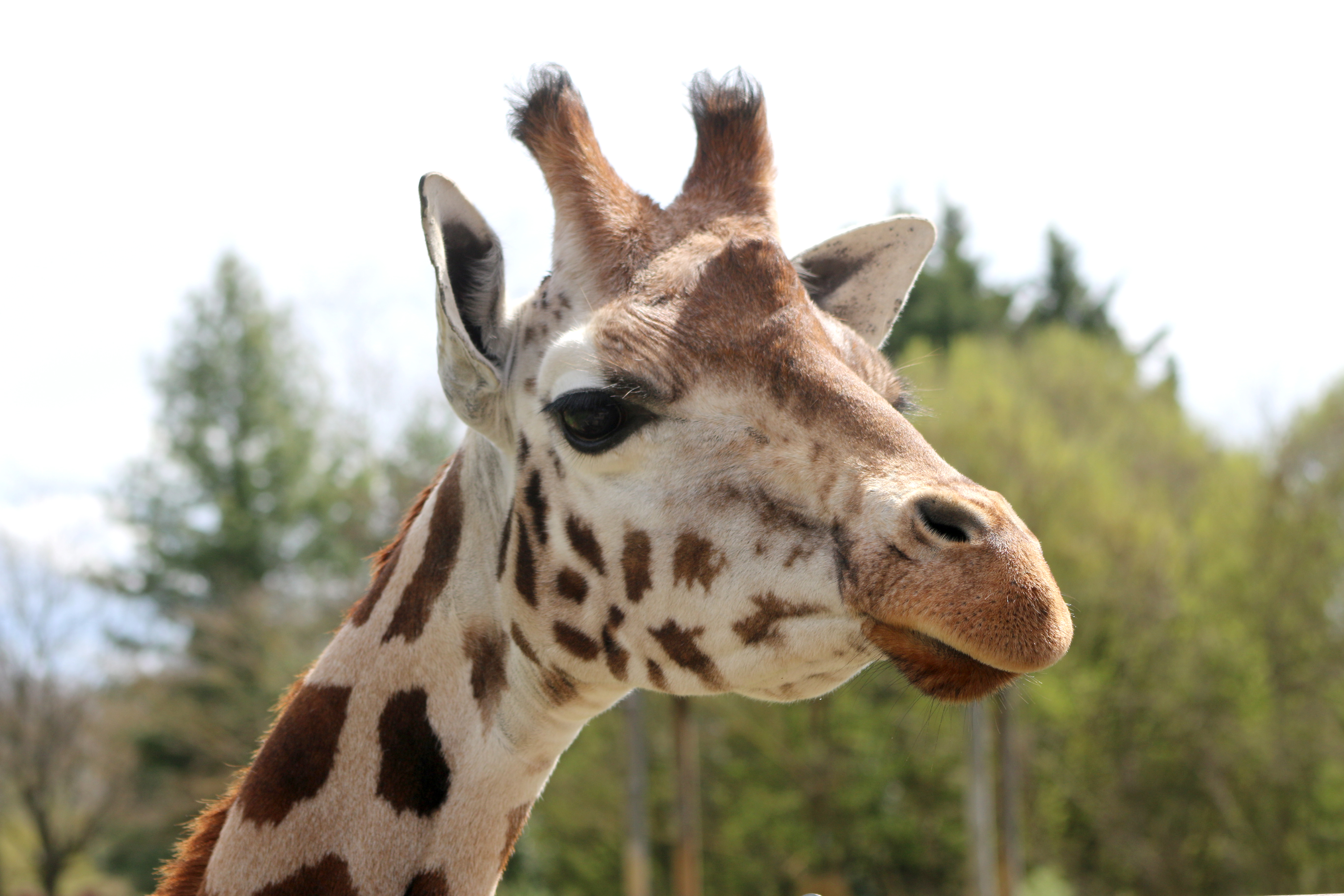 tête girafe de Rothschild