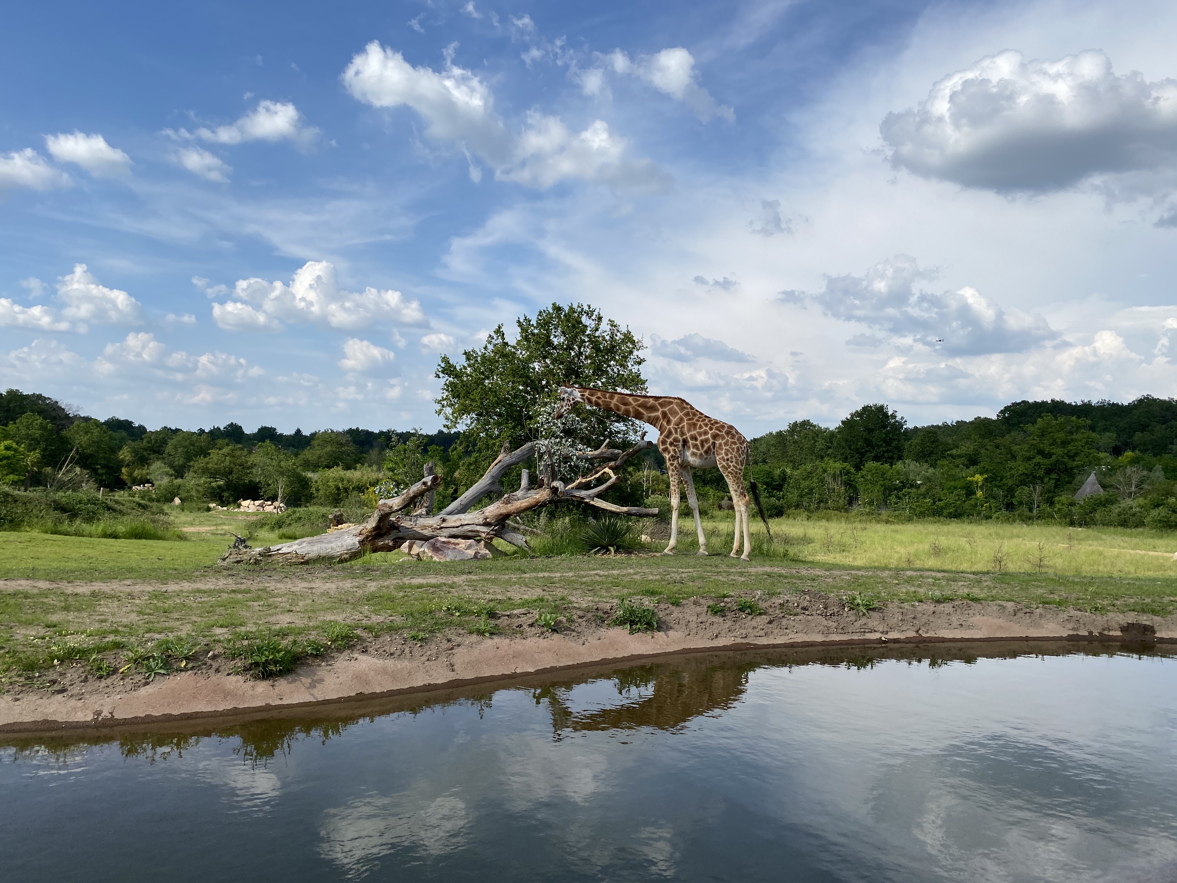 savane girafe