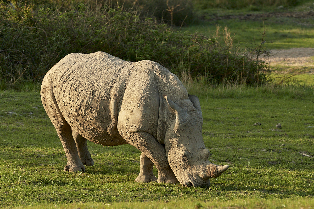 rhinocéros blanc qui mange