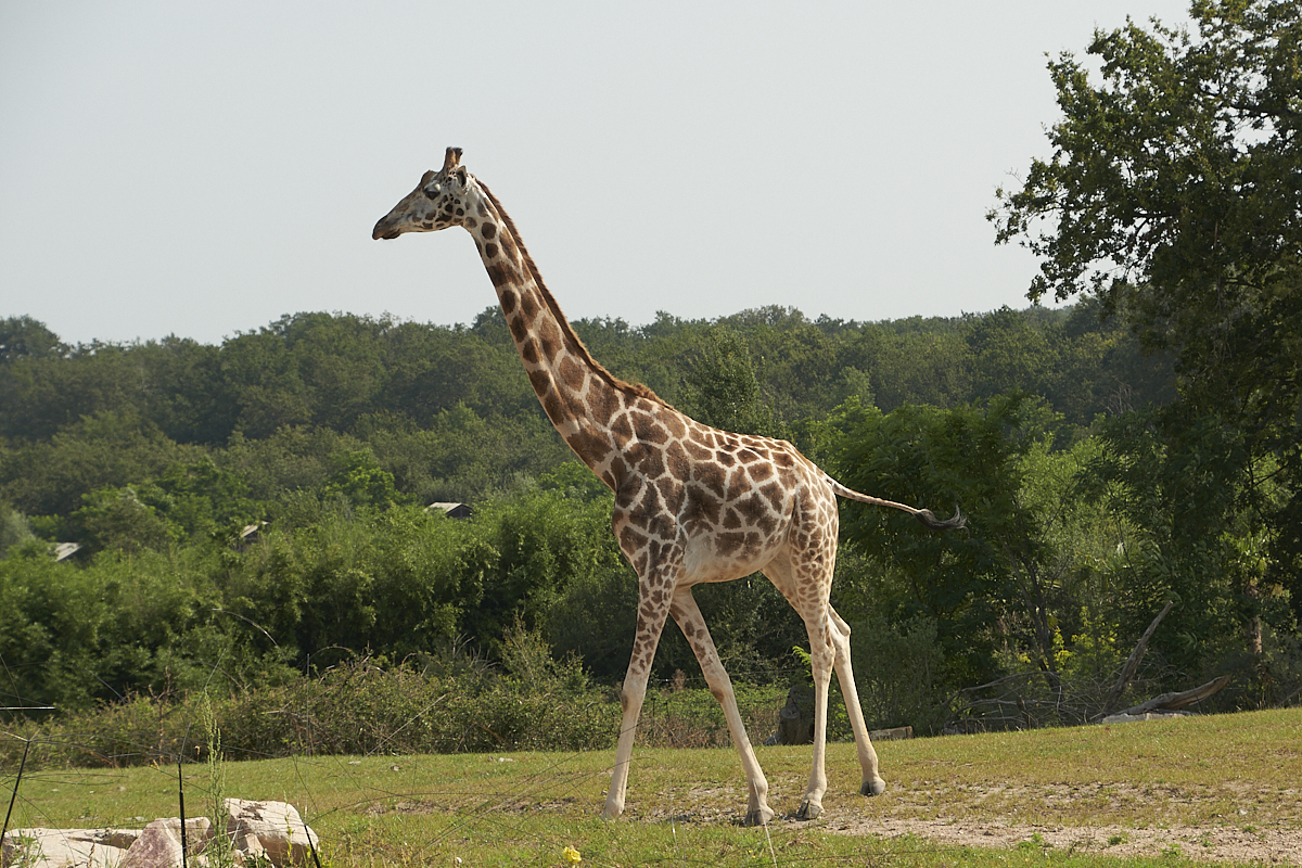 girafe de Rothschild