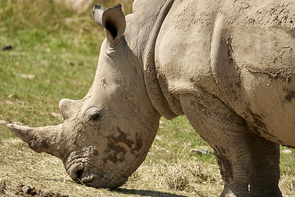 cornes rhinocéros blanc