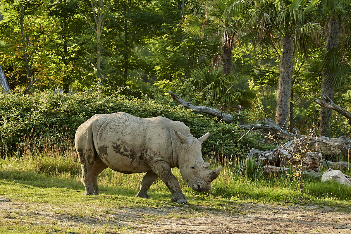 rhincéros blanc