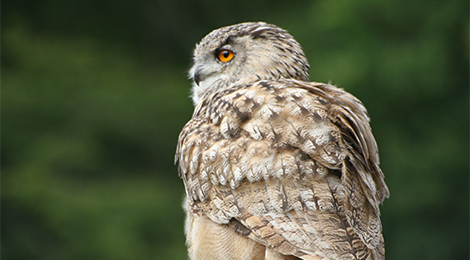 Eurasian eagle owl