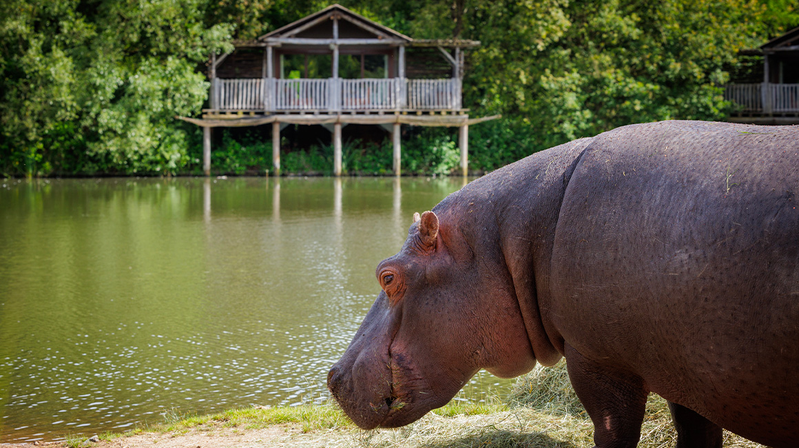 Une vue imprenable sur les hippopotames et pélicans