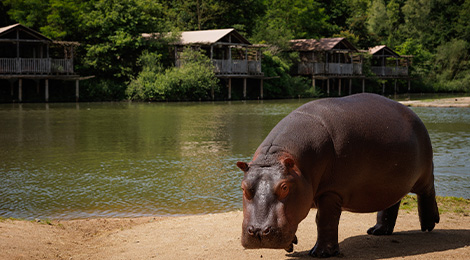 Animation pédagogique des hippopotames