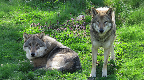 Loup d'Europe