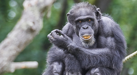 Animation pédagogique des chimpanzés
