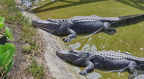 Alligator du Mississippi