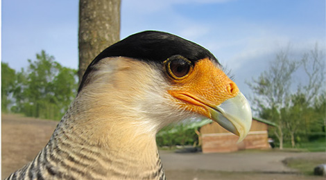 Caracara huppé ou commun