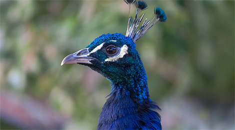 Paon bleu