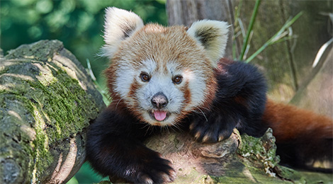 Panda roux