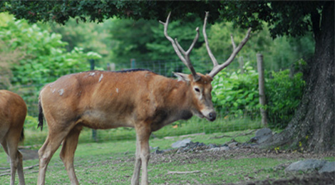 Cerf du Père David