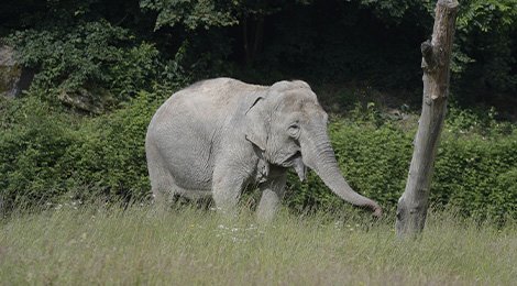 Eléphant d'Asie