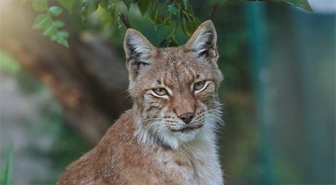 Lynx boréal