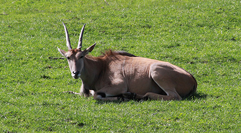 Eland du Cap