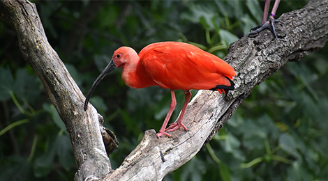 Ibis rouge