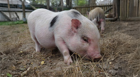Cochon de Göttingen
