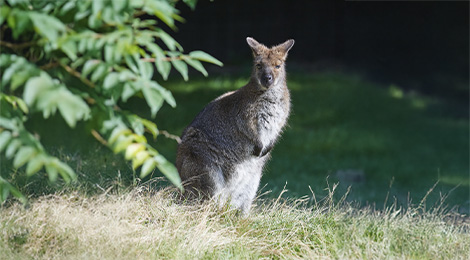 Wallaby de Bennett