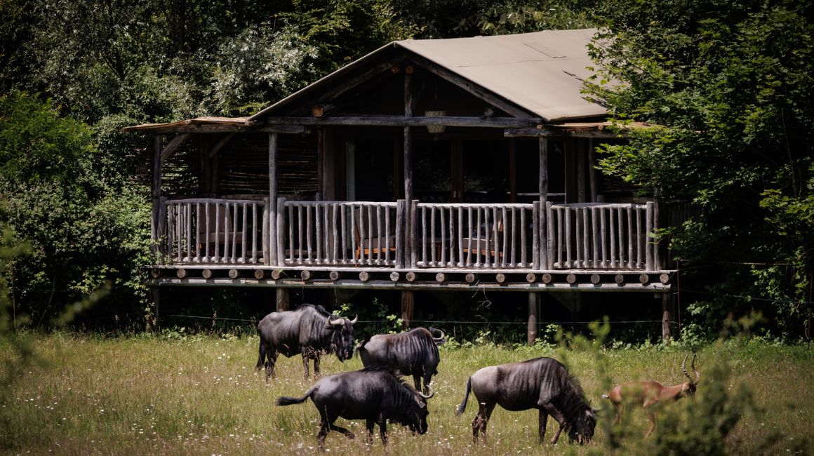 Les Lodges Savane perchés dans la végétation