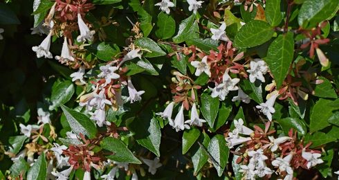 Abelia Edward Goucher