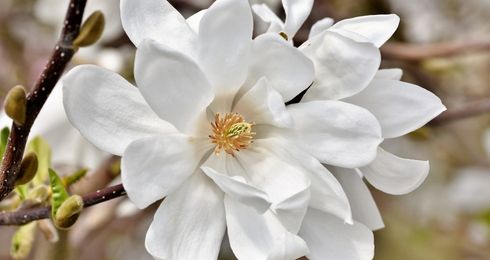 Magnolia à grandes fleurs