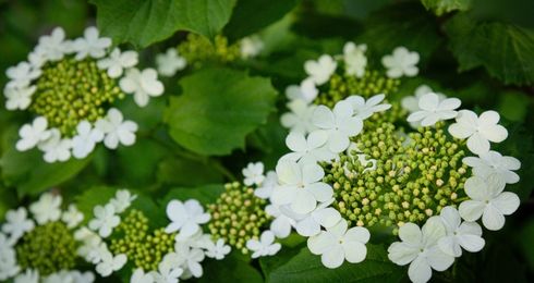Viorne aubier