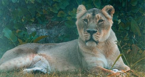 Lion d'Asie