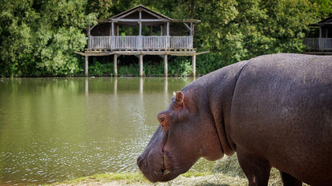 Les Lodges Hippopotame surplombant le grand lac